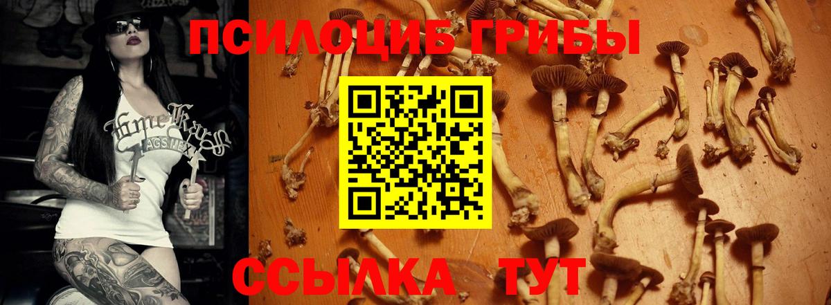 Галлюциногенные грибы Psilocybine cubensis Тольятти